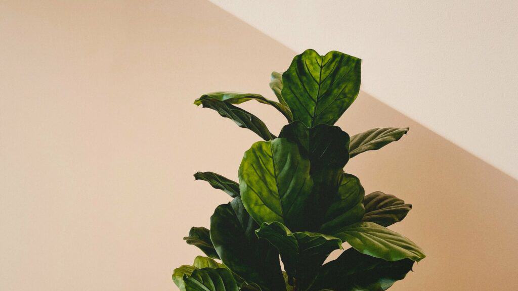 Green Plant On Minimal Background