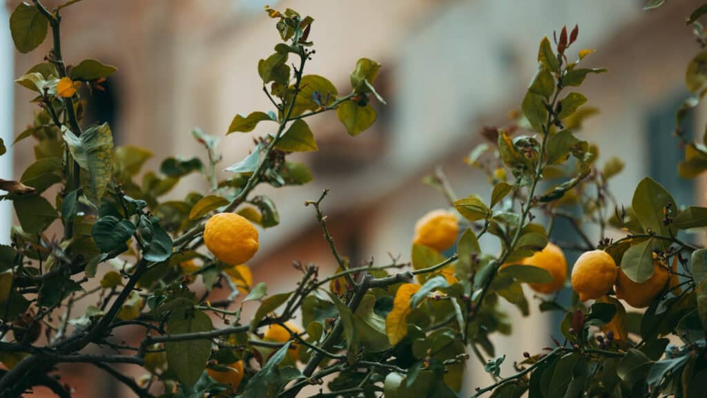 Green Roofs for Coliving